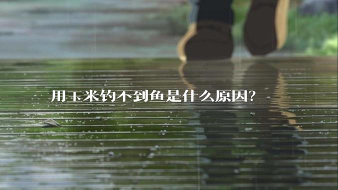 用玉米钓不到鱼是什么原因？